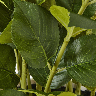 Lucidora - Large White Hydrangea Plant In Pot - Potted Plants