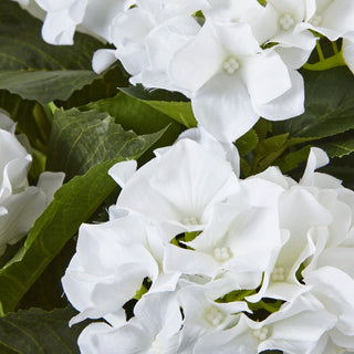 Lucidora - Large White Hydrangea Plant In Pot - Potted Plants