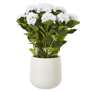 Lucidora - Large White Hydrangea Plant In Pot - Potted Plants