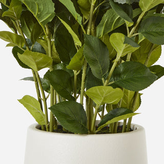Lucidora - Large White Hydrangea Plant In Pot - Potted Plants