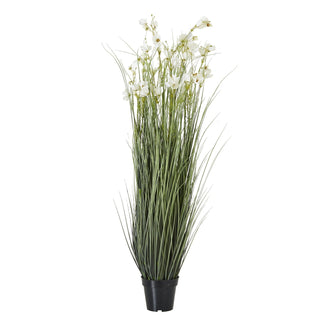 Lucidora - Large White Meadow Plant In Pot - Potted Plants
