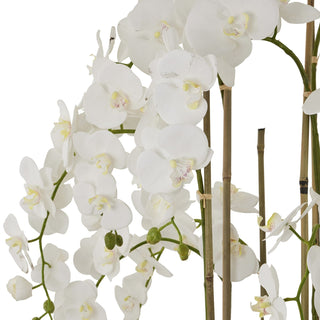 Lucidora - Large White Orchid In Antique Stone Pot - Potted Plants