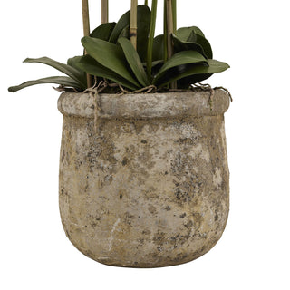 Lucidora - Large White Orchid In Antique Stone Pot - Potted Plants