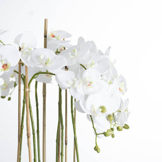 Lucidora - Large White Orchid In Glass Pot - Potted Plants
