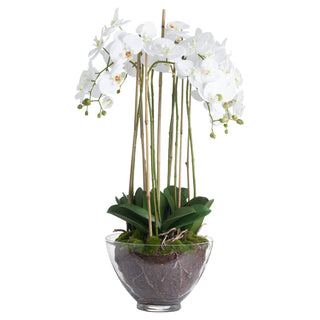 Lucidora - Large White Orchid In Glass Pot - Potted Plants