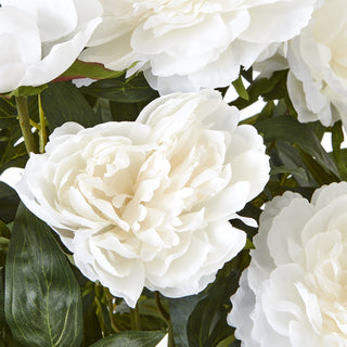 Lucidora - Large White Peony Plant In Pot - Potted Plants