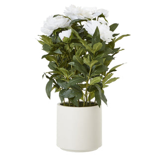 Lucidora - Large White Peony Plant In Pot - Potted Plants