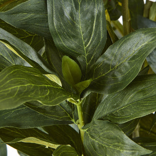 Lucidora - Large White Peony Plant In Pot - Potted Plants