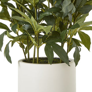 Lucidora - Large White Peony Plant In Pot - Potted Plants