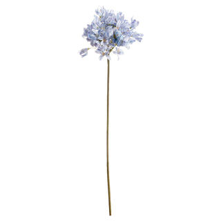 Lucidora - Light Blue Large Headed Agapanthus - Single Stems