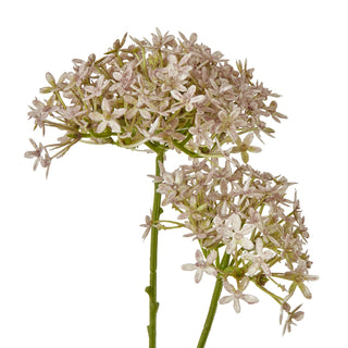 Lucidora - Lilac Crown Hydrangea Stem - Single Stems