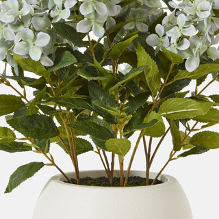 Lucidora - Medium Green Hydrangea Plant In Pot - Potted Plants