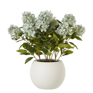 Lucidora - Medium Green Hydrangea Plant In Pot - Potted Plants