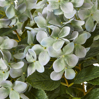 Lucidora - Medium Green Hydrangea Plant In Pot - Potted Plants