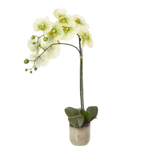 Lucidora - Medium Green Orchid In Ceramic Pot - Potted Plants