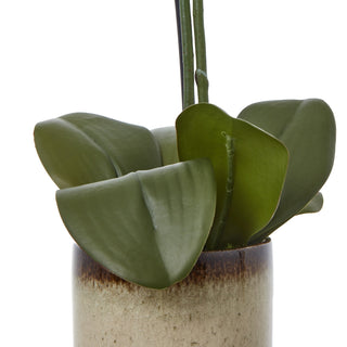 Lucidora - Medium Green Orchid In Ceramic Pot - Potted Plants