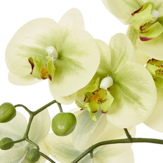 Lucidora - Medium Green Orchid In Ceramic Pot - Potted Plants