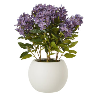 Lucidora - Medium Purple Hydrangea Plant In Pot - Potted Plants