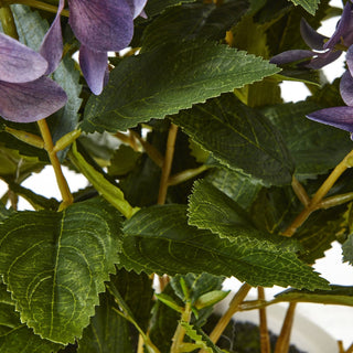 Lucidora - Medium Purple Hydrangea Plant In Pot - Potted Plants
