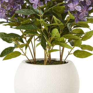 Lucidora - Medium Purple Hydrangea Plant In Pot - Potted Plants