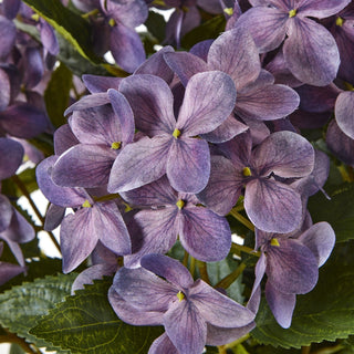 Lucidora - Medium Purple Hydrangea Plant In Pot - Potted Plants