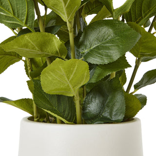 Lucidora - Medium White Hydrangea Plant In Pot - Potted Plants