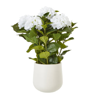 Lucidora - Medium White Hydrangea Plant In Pot - Potted Plants