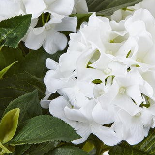 Lucidora - Medium White Hydrangea Plant In Pot - Potted Plants