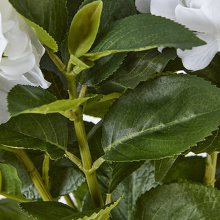 Lucidora - Medium White Hydrangea Plant In Pot - Potted Plants