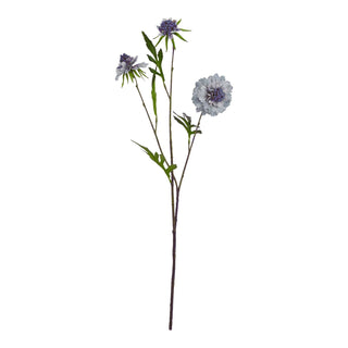 Lucidora - Pale Blue Scabious Stem - Single Stems