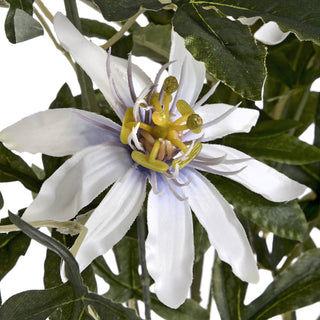 Lucidora - Passion Flower Spray - Single Stems