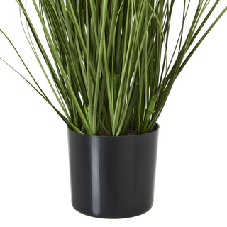 Lucidora - Purple Agapanthus Plant In Pot - Potted Plants