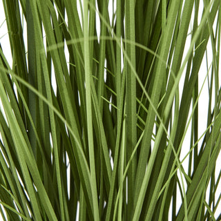 Lucidora - Purple Agapanthus Plant In Pot - Potted Plants