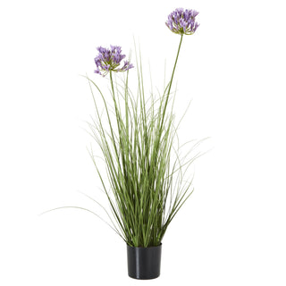 Lucidora - Purple Agapanthus Plant In Pot - Potted Plants
