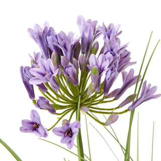 Lucidora - Purple Agapanthus Plant In Pot - Potted Plants
