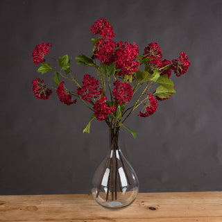 Lucidora - Red Autumnal Viburnum - Single Stems