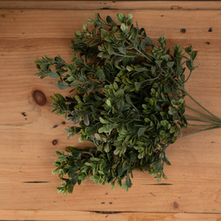 Lucidora - Red Tipped Leaf Spray - Single Stems