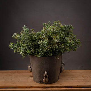 Lucidora - Red Tipped Leaf Spray - Single Stems