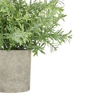 Lucidora - Rosemary Plant In Stone Effect Pot - Potted Plants