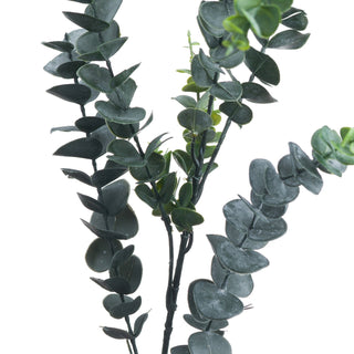 Lucidora - Silver Dollar Eucalyptus - Single Stems