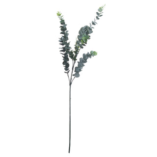 Lucidora - Silver Dollar Eucalyptus - Single Stems