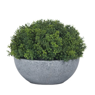 Lucidora - Small Hebe Globe Pot - Potted Plants