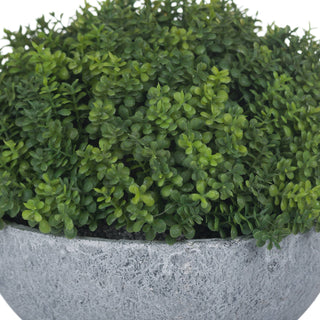 Lucidora - Small Hebe Globe Pot - Potted Plants