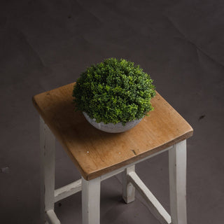 Lucidora - Small Hebe Globe Pot - Potted Plants
