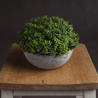 Lucidora - Small Hebe Globe Pot - Potted Plants