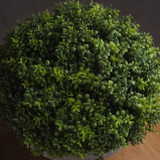 Lucidora - Small Hebe Globe Pot - Potted Plants