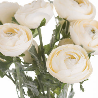 Lucidora - Soft Cream Ranunculus - Single Stems