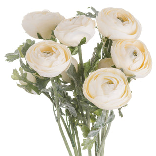 Lucidora - Soft Cream Ranunculus - Single Stems