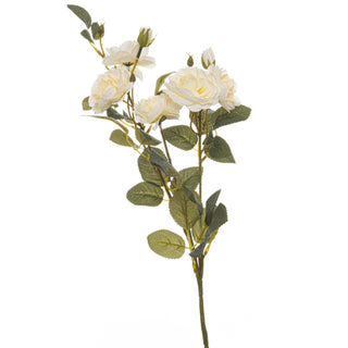 Lucidora - Soft White Cottage Rose Stem - Single Stems