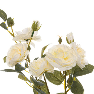 Lucidora - Soft White Cottage Rose Stem - Single Stems
